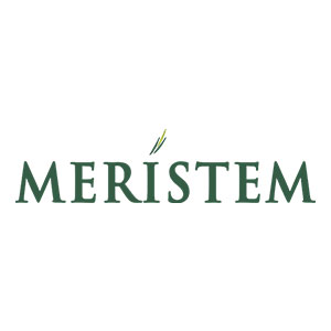 meristem